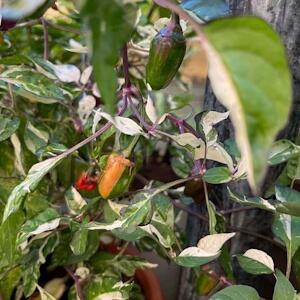 Anguria pepper