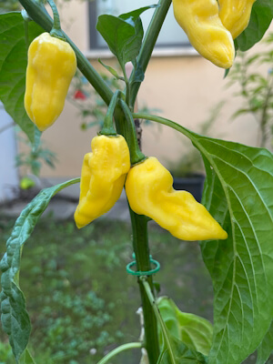 Habanero Hot Lemon