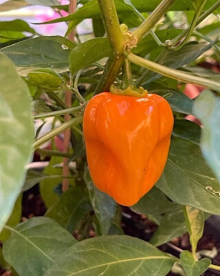 Habanero Orange