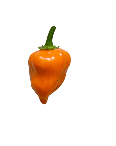 Habanero Orange