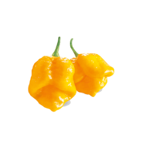 Trinidad Scorpion Giallo