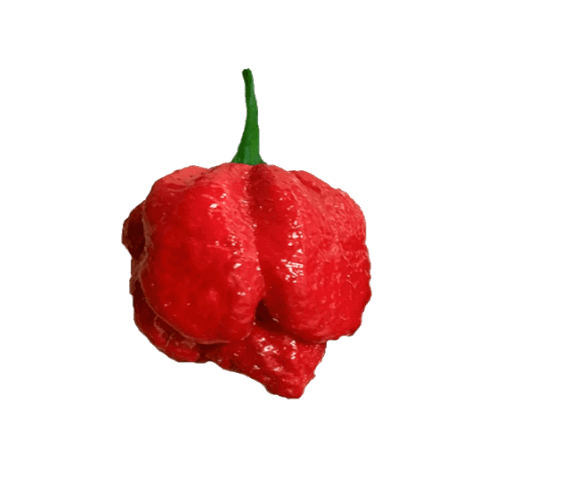 Trinidad Scorpion Rosso