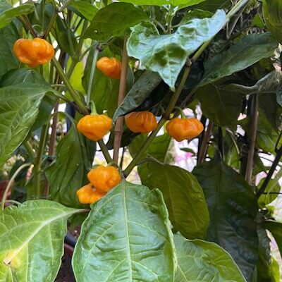 Jamaican Scotch Bonnet Arancio