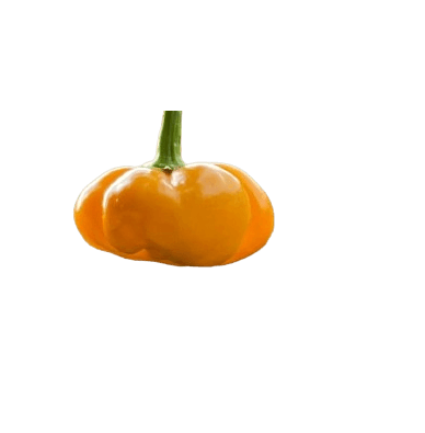 Jamaican Scotch Bonnet Arancio