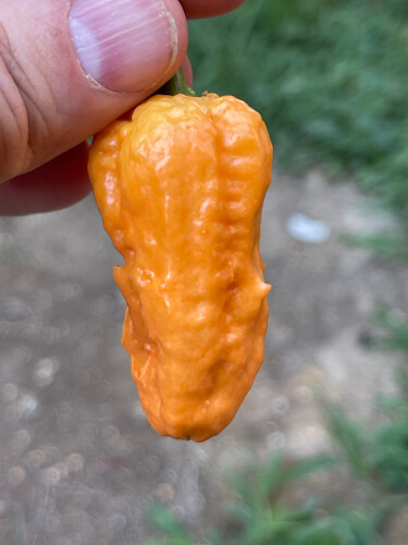 Mena Pepper Orange