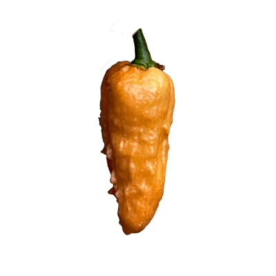 Mena Pepper Orange