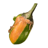 Anguria Pepper